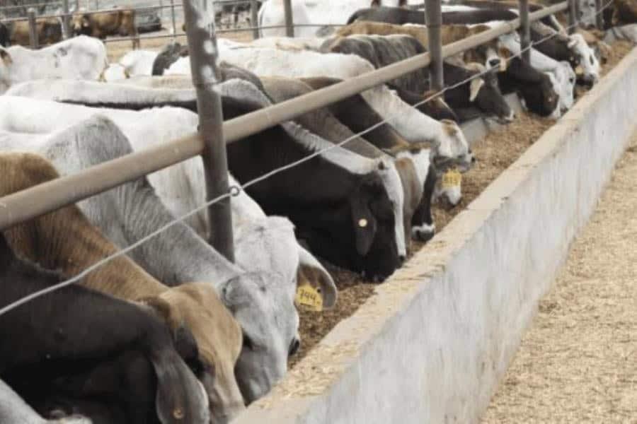 Llama UGR a productores tabasqueños a vacunar a becerros para prevenir el gusano barrenador