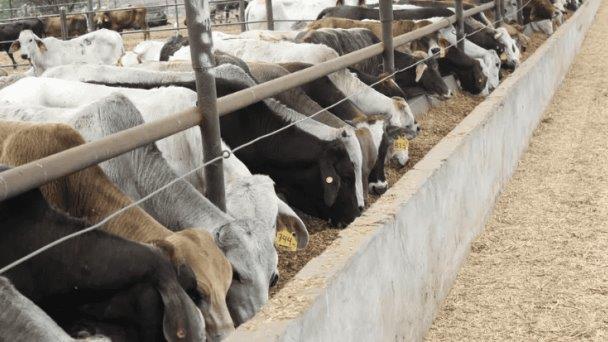 Pérdidas de 171 mdd por freno de exportaciones ganaderas a EE. UU.: Consejo Agropecuario