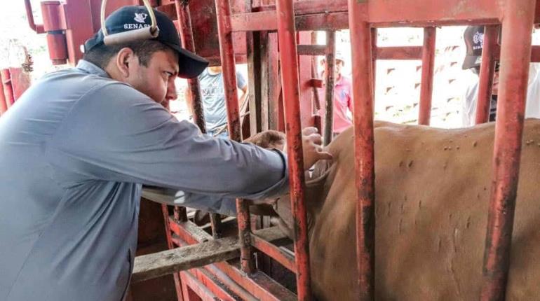 Tabasco 2do lugar nacional por casos de gusano barrenador: Sedap