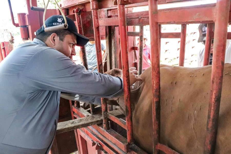 Tabasco 2do lugar nacional por casos de gusano barrenador: Sedap Tabasco 2do lugar nacional por casos de gusano barrenador: Sedap