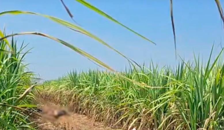 Hallan cuerpos calcinados en poblado de Cárdenas; serían los mecánicos desaparecidos Hallan cuerpos calcinados en poblado de Cárdenas; serían los mecánicos desaparecidos