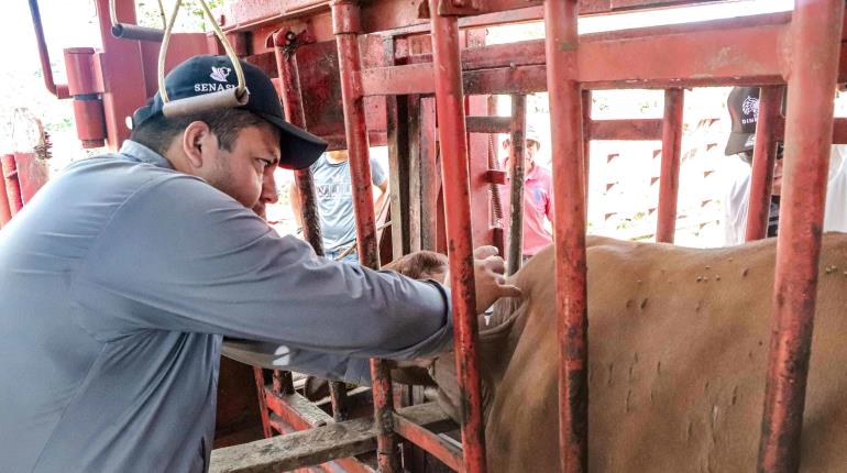 16 sitios de inspección autorizan a Tabasco para frenar gusano barrenador