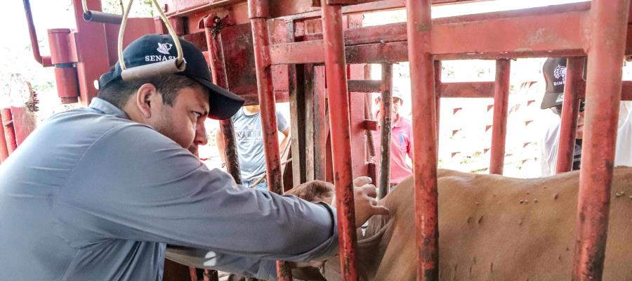 16 sitios de inspección autorizan a Tabasco para frenar gusano barrenador 16 sitios de inspección autorizan a Tabasco para frenar gusano barrenador