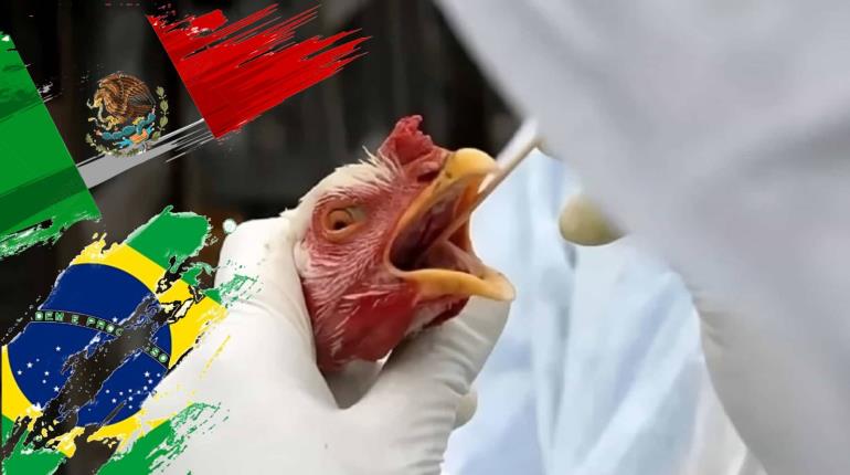Suspende México importación de productos avícolas de Brasil por gripe aviar