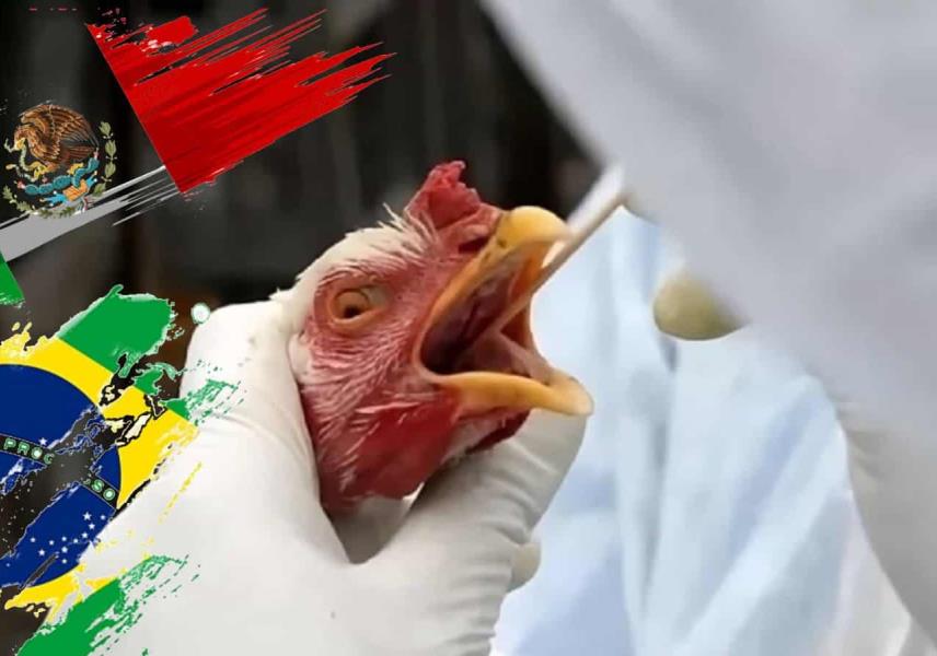 Suspende México importación de productos avícolas de Brasil por gripe aviar