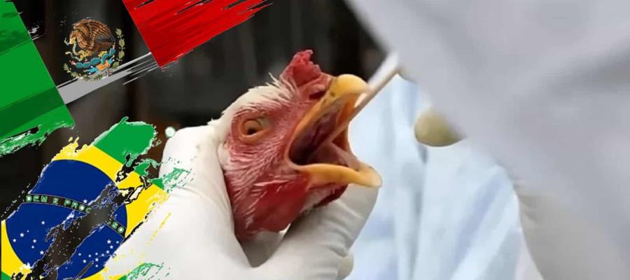 Suspende México importación de productos avícolas de Brasil por gripe aviar Suspende México importación de productos avícolas de Brasil por gripe aviar