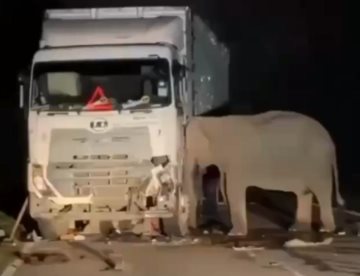 Madre elefanta permaneció horas junto a camión que atropelló a su cría en Malasia