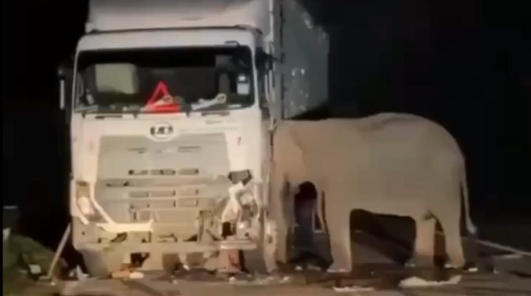 Madre elefanta permaneció horas junto a camión que atropelló a su cría en Malasia