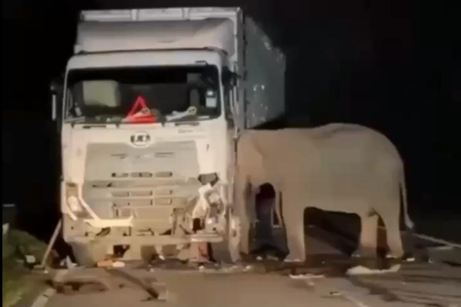 Madre elefanta permaneció horas junto a camión que atropelló a su cría en Malasia Madre elefanta permaneció horas junto a camión que atropelló a su cría en Malasia
