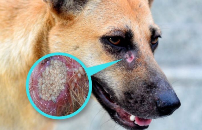 Reportan 9 casos de perros infectados por gusano barrenador en México