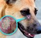 Confirman primer caso de gusano barrenador en un perro en Oaxaca