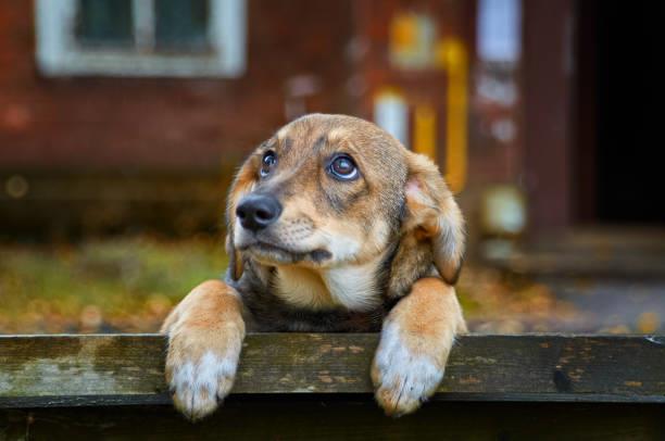 Va PVEM por endurecer penas contra maltrato animal tras caso de perrita "Amor"