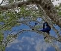 Se viraliza video de joven trepado de un árbol en el Cañón del Sumidero