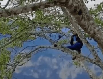 Se viraliza video de joven trepado de un árbol en el Cañón del Sumidero