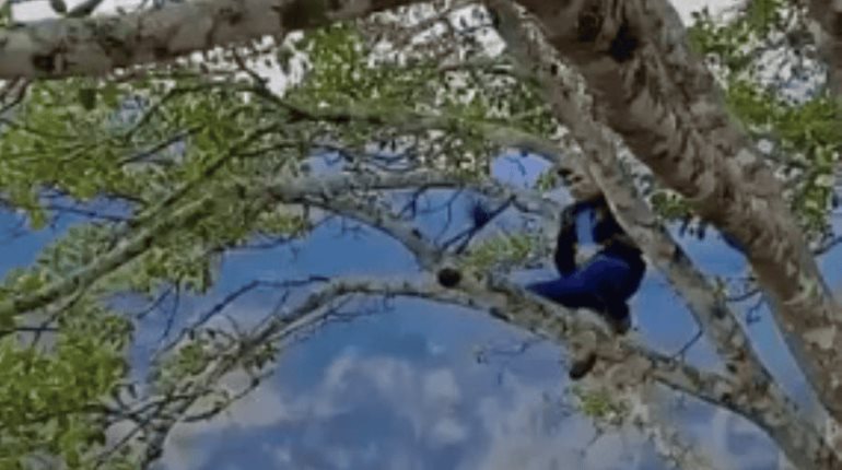 Se viraliza video de joven trepado de un árbol en el Cañón del Sumidero