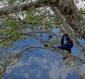 Se viraliza video de joven trepado de un árbol en el Cañón del Sumidero