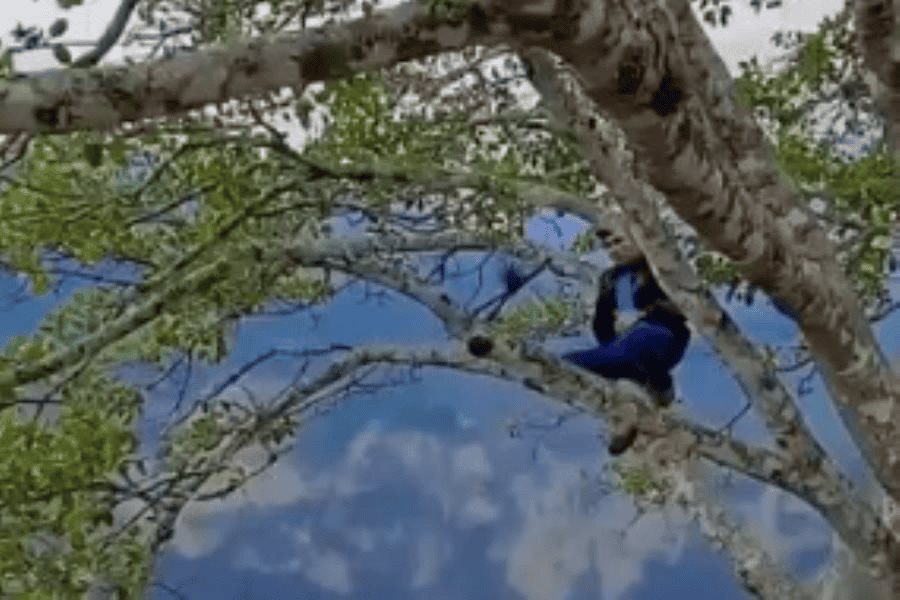 Se viraliza video de joven trepado de un árbol en el Cañón del Sumidero
