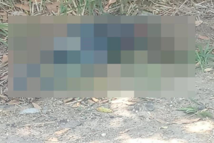 Localizan ejecutado entre cultivos de caña en Cárdenas Localizan ejecutado entre cultivos de caña en Cárdenas