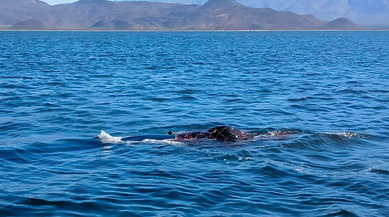 Rescata Marina a ballena jorobada atrapada en red en el Golfo de California