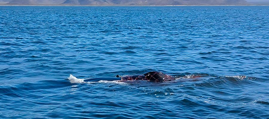 Rescata Marina a ballena jorobada atrapada en red en el Golfo de California Rescata Marina a ballena jorobada atrapada en red en el Golfo de California