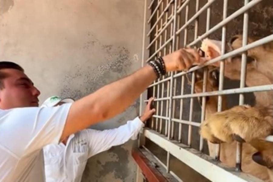León rescatado ataca a alcalde de García Nuevo León León rescatado ataca a alcalde de García Nuevo León
