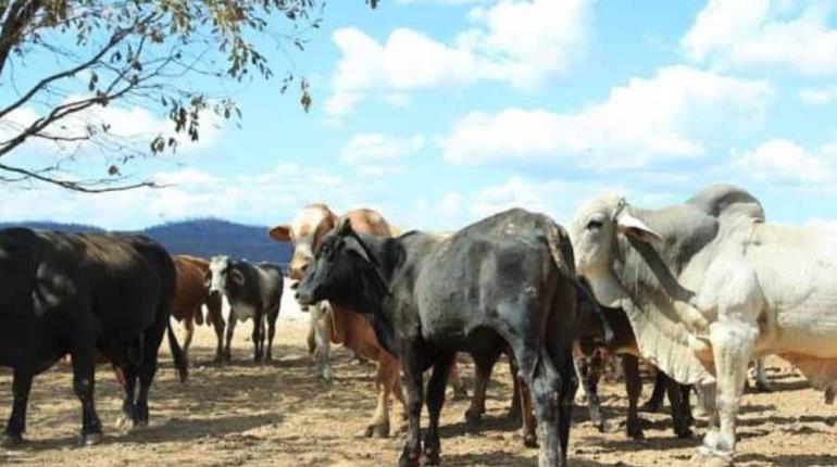 Hay avances para reabrir fronteras a exportación de ganado mexicano a EE.UU.: Sheinbaum