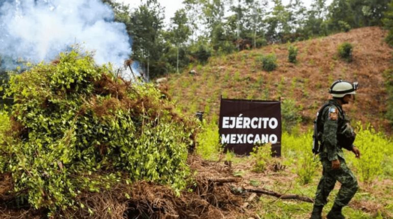 Erradica ejército 171 cultivos de marihuana y amapola en 5 estados