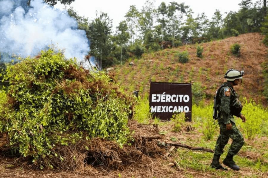 Erradica ejército 171 cultivos de marihuana y amapola en 5 estados Erradica ejército 171 cultivos de marihuana y amapola en 5 estados