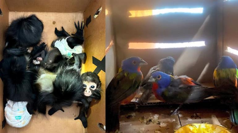 En Nuevo León rescatan 9 ejemplares de mono araña y aves siete colores