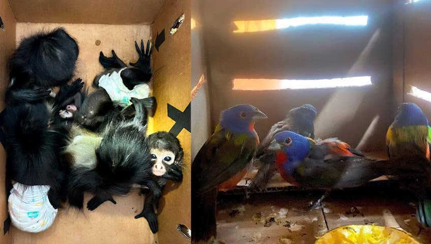 En Nuevo León rescatan 9 ejemplares de mono araña y aves siete colores En Nuevo León rescatan 9 ejemplares de mono araña y aves siete colores