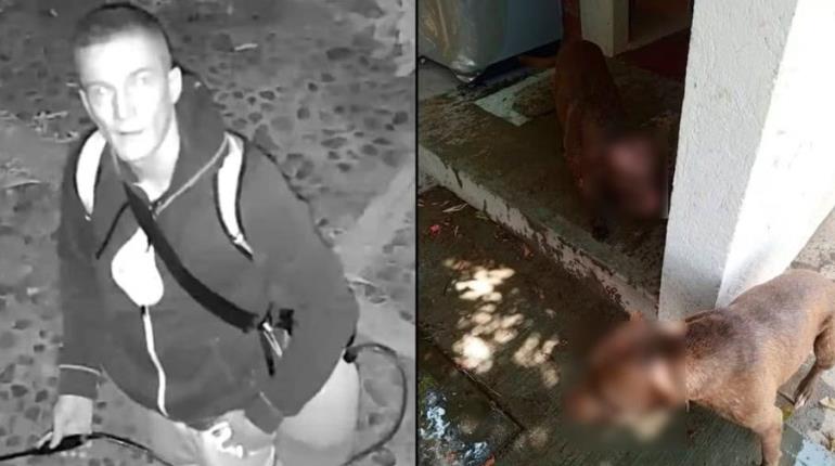 Buscan a sujeto por provocar quemaduras a dos perros en Oaxaca