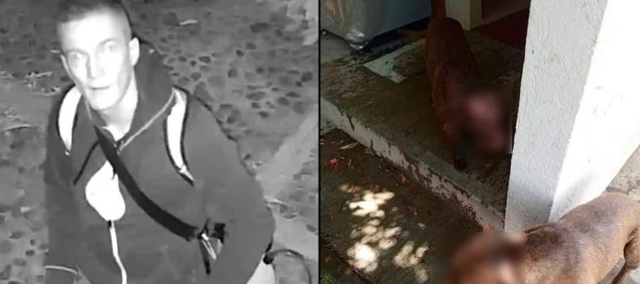 Buscan a sujeto por provocar quemaduras a dos perros en Oaxaca Buscan a sujeto por provocar quemaduras a dos perros en Oaxaca