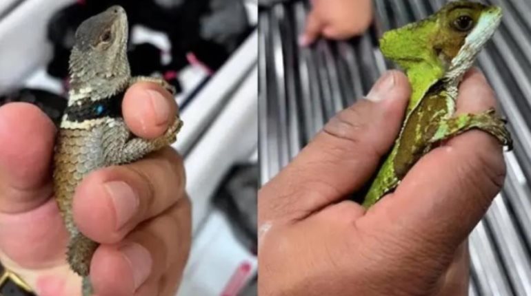 Rescatan en el AICM a 299 reptiles que serían transportados ilegalmente a Japón