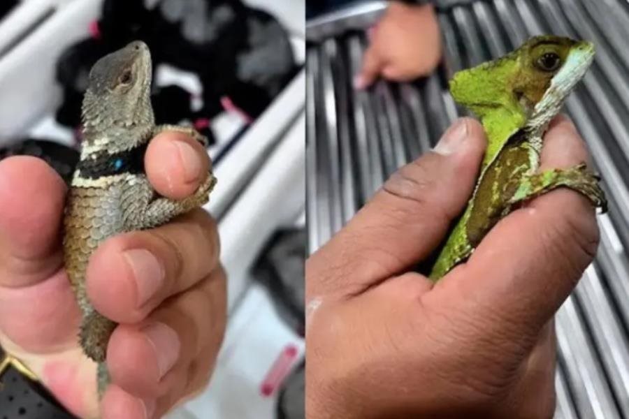 Rescatan en el AICM a 299 reptiles que serían transportados ilegalmente a Japón