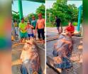 Capturan cherna de casi 300 kilos en Paraíso