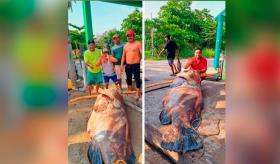 Capturan cherna de casi 300 kilos en Paraíso
