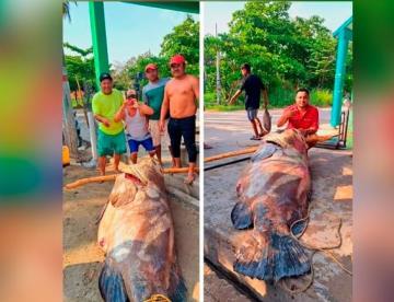Capturan cherna de casi 300 kilos en Paraíso