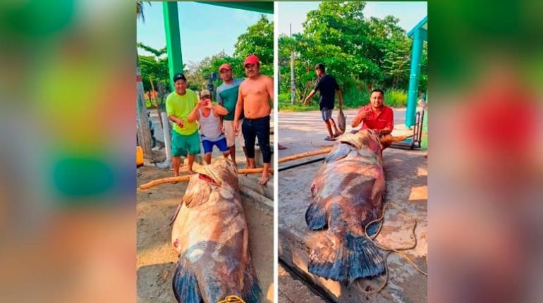 Capturan cherna de casi 300 kilos en Paraíso
