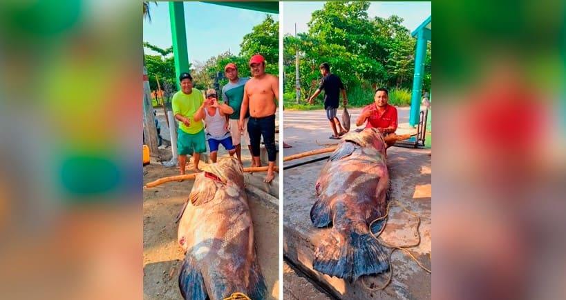 Capturan cherna de casi 300 kilos en Paraíso Capturan cherna de casi 300 kilos en Paraíso