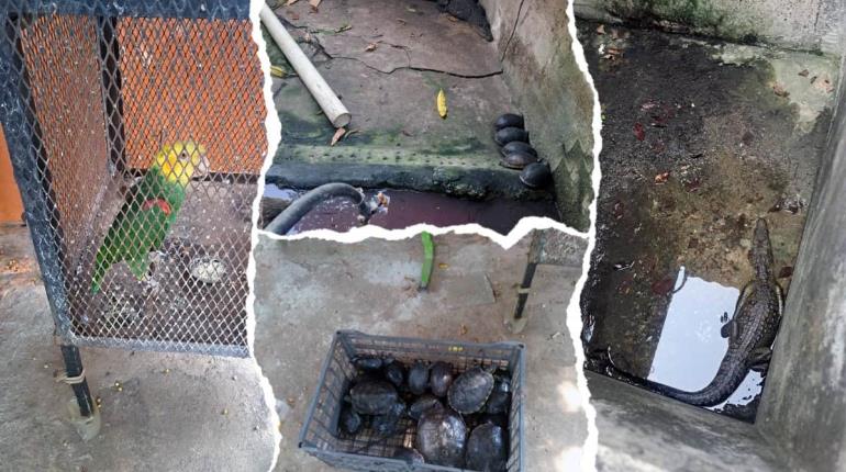 Rescatan en Tabasco a cocodrilos, tortugas y loros en riesgo