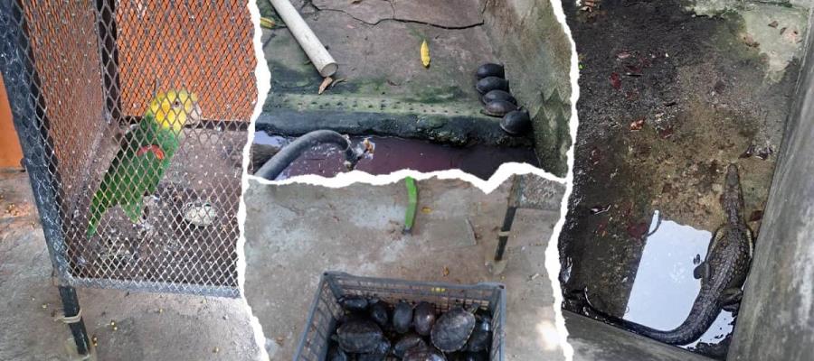 Rescatan en Tabasco a cocodrilos, tortugas y loros en riesgo Rescatan en Tabasco a cocodrilos, tortugas y loros en riesgo