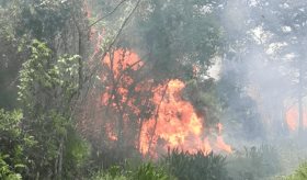 Incendios forestales dejan más de 600 hectáreas afectadas en Tabasco 