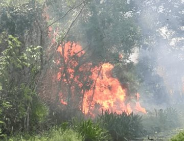 Incendios forestales dejan más de 600 hectáreas afectadas en Tabasco 
