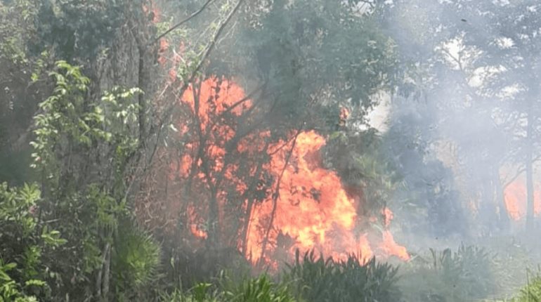 Incendios forestales dejan más de 600 hectáreas afectadas en Tabasco 