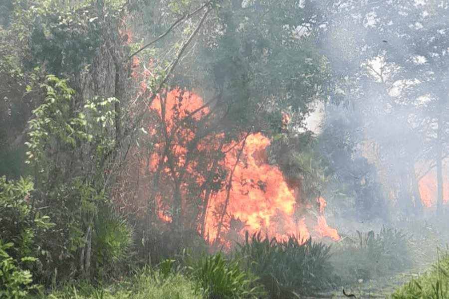 Incendios forestales dejan más de 600 hectáreas afectadas en Tabasco Incendios forestales dejan más de 600 hectáreas afectadas en Tabasco