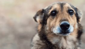 Alertan veterinarios de Tabasco por moquillo canino