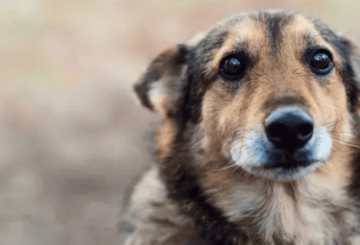 Alertan veterinarios de Tabasco por moquillo canino