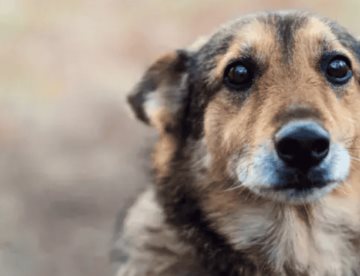 Alertan veterinarios de Tabasco por moquillo canino