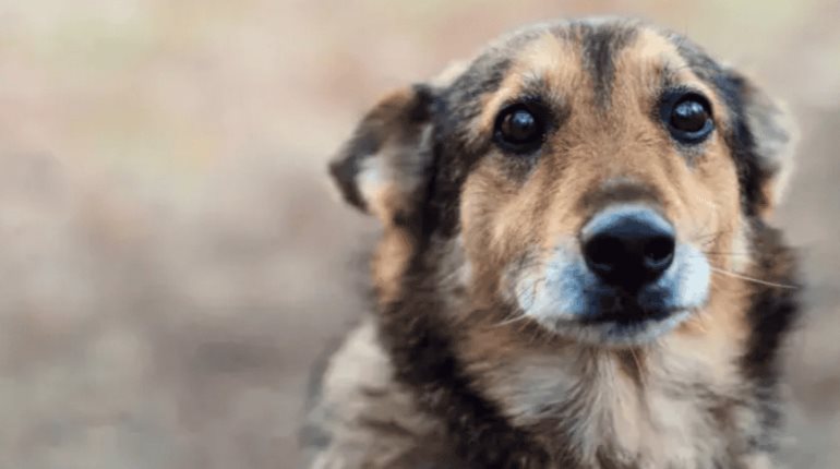 Alertan veterinarios de Tabasco por moquillo canino