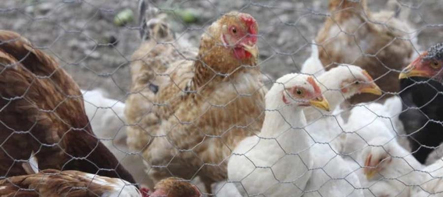 Detectan gusano barrenador en ave de corral en Balancán Detectan gusano barrenador en ave de corral en Balancán